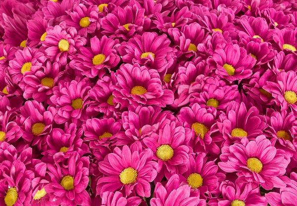 Квіти, квіти хризантеми, хризантеми шпалери — стокове фото