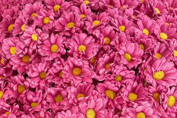 Blommor, blommor chrysanthemum, krysantemum tapeter — Stockfoto