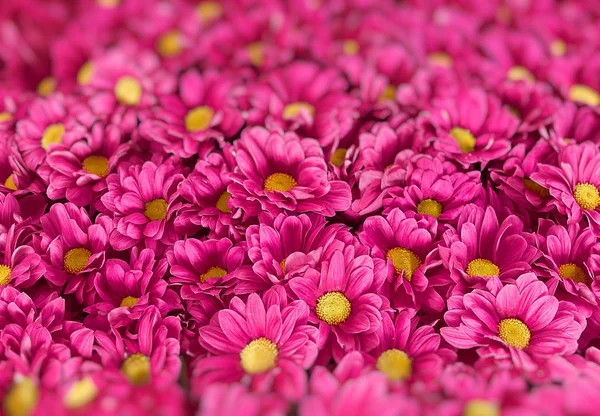 Blommor, blommor chrysanthemum, krysantemum tapeter — Stockfoto