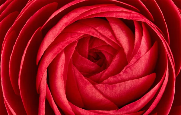 Close up de flor de ranúnculo vermelho vívido. bela flor de primavera — Fotografia de Stock
