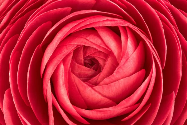 Close up de flor de ranúnculo vermelho vívido. bela flor de primavera — Fotografia de Stock