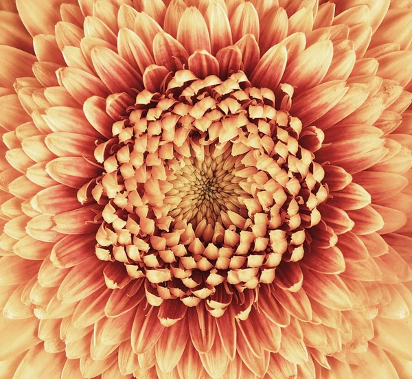 Gerbera blomma närbild. många kronblad — Stockfoto