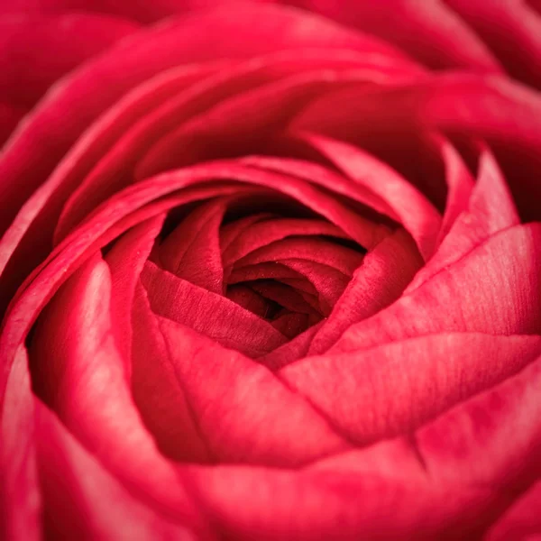 Close up de flor de ranúnculo vermelho vívido. bela flor de primavera — Fotografia de Stock