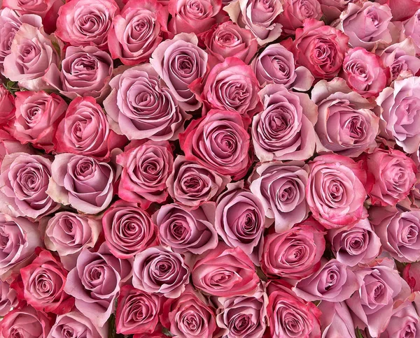 Sfondo floreale. sfondo rose. Belle rose rosa gentili — Foto Stock