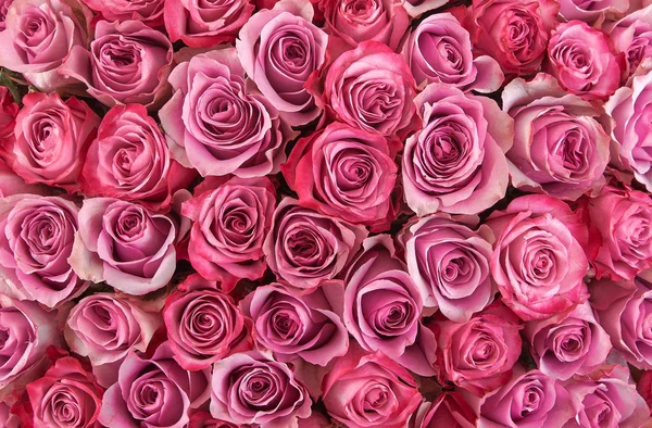 Sfondo floreale. sfondo rose. Belle rose rosa gentili — Foto Stock