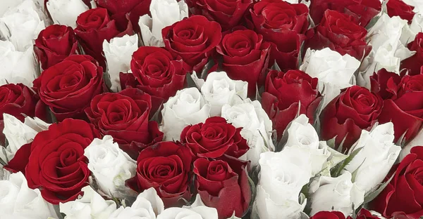 白色和红色的玫瑰。混合玫瑰花束为婚礼。花卉背景 — 图库照片