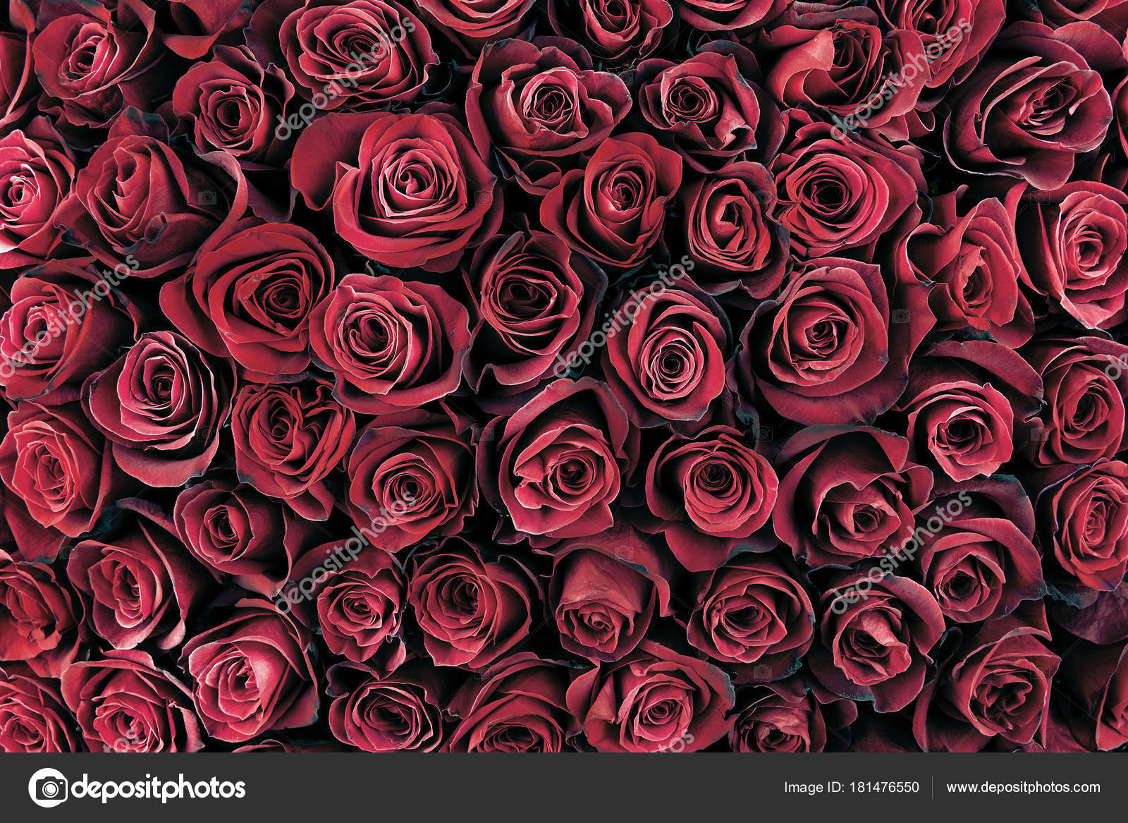 천연적 인 붉은 장미 배경 — 스톡 사진 © Baranov_Evgenii #181476550, image size:1600x1167