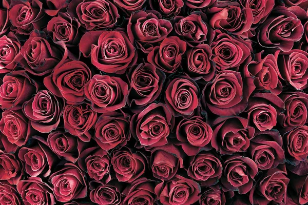 Natuurlijke rode rozen achtergrond — Stockfoto