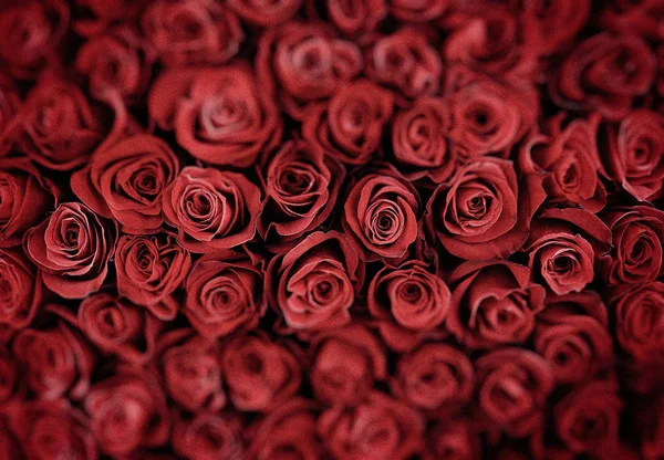 Sfondo rose rosse naturali. profondità di campo poco profonda — Foto Stock