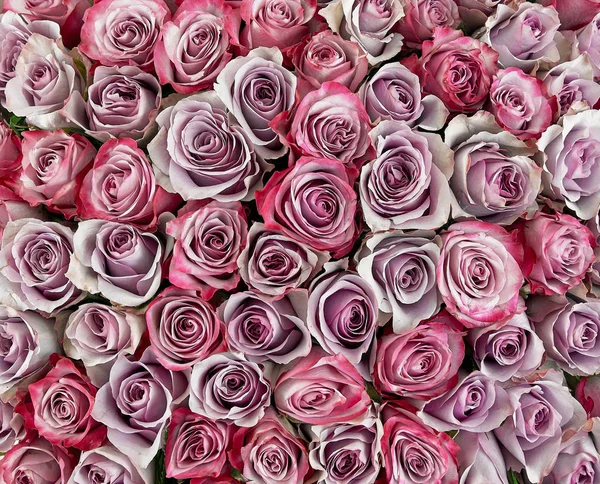 Fond floral. rose fond. Belles roses roses douces — Photo