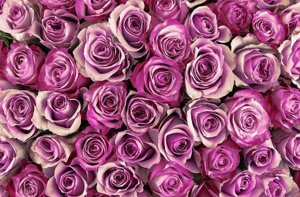 Fondo floral. fondo de rosas. Hermosas rosas rosadas suaves — Foto de Stock