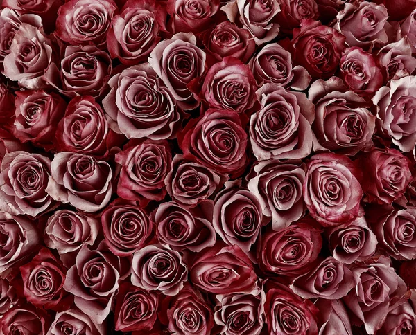 Fondo floral. fondo de rosas. Hermosas rosas suaves — Foto de Stock