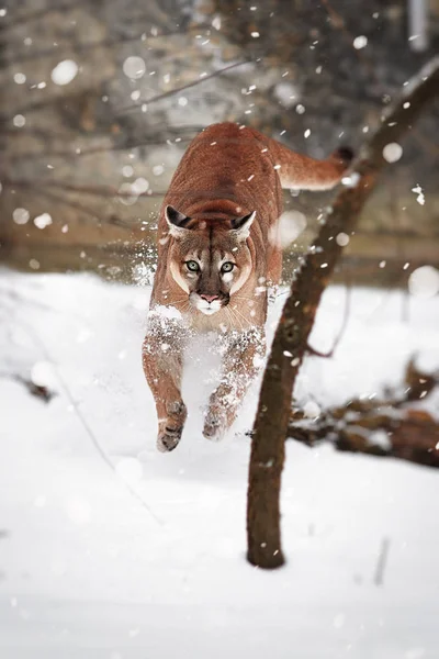 Puma in the jump. Puma in the woods, Mountain Lion, single cat on snow — Stock Photo, Image