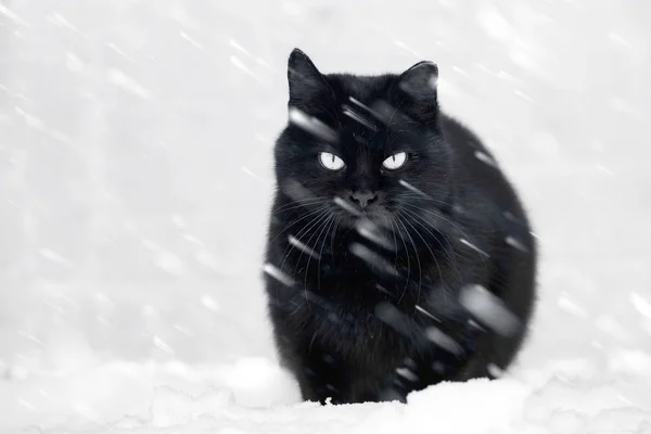 Black cat and snow — Stock Photo, Image