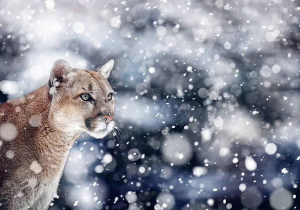 Retrato de un puma, puma, puma, pantera. nevadas, vida silvestre — Foto de Stock