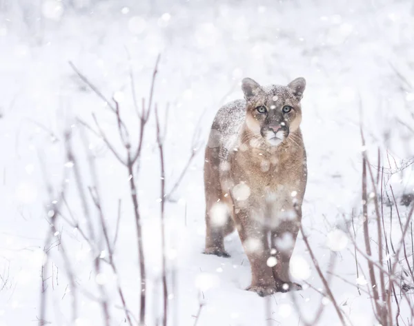 Portrait of a cougar, mountain lion, puma, Winter mountains. Winter scene in wildlife America, snow storm, snowfall — Stock Photo, Image