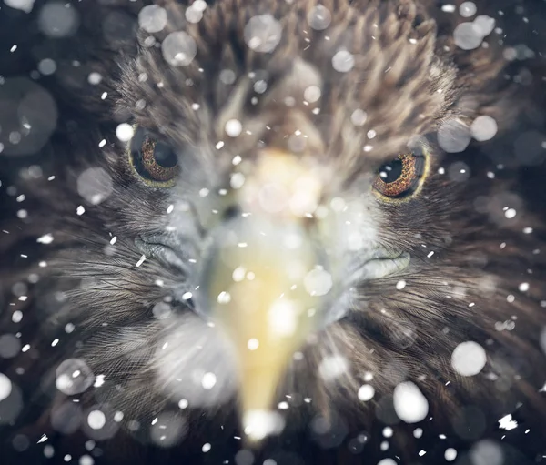 Portrait of eagle, White-tailed (Haliaeetus albicilla). Winter scene in wildlife. snow storm, snowfall