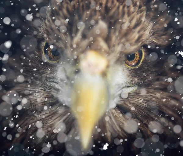 Retrato de águila, cola blanca (Haliaeetus albicilla). Escena de invierno en vida silvestre. tormenta de nieve, nevadas —  Fotos de Stock