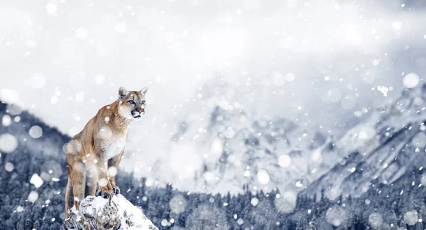Portrait of a cougar, mountain lion, puma, Winter mountains. Winter scene in wildlife America, snow storm, snowfall
