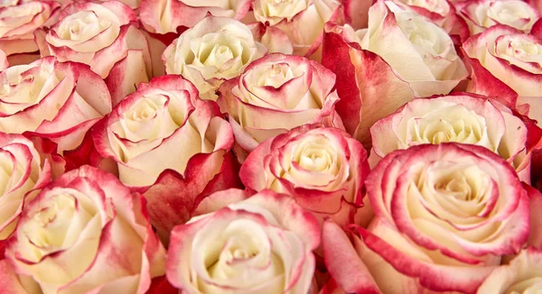 Blommig bakgrund. rosor bakgrund — Stockfoto
