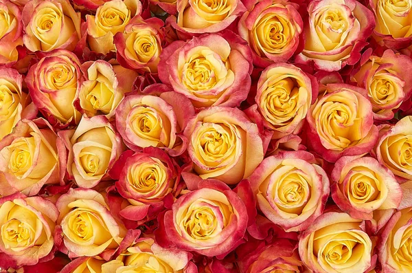 Sfondo floreale. rose sfondo — Foto Stock