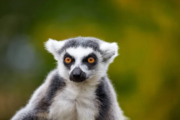 Lemur catta - портрет животного — стоковое фото