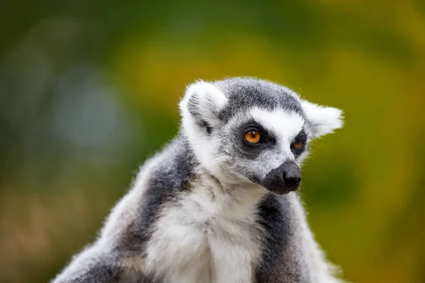 Lemur catta - портрет животного — стоковое фото