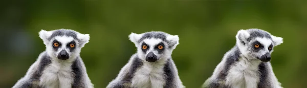 Lemur catta - Porträt des Tieres — Stockfoto