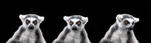 Lemur catta - portré az állat — Stock Fotó