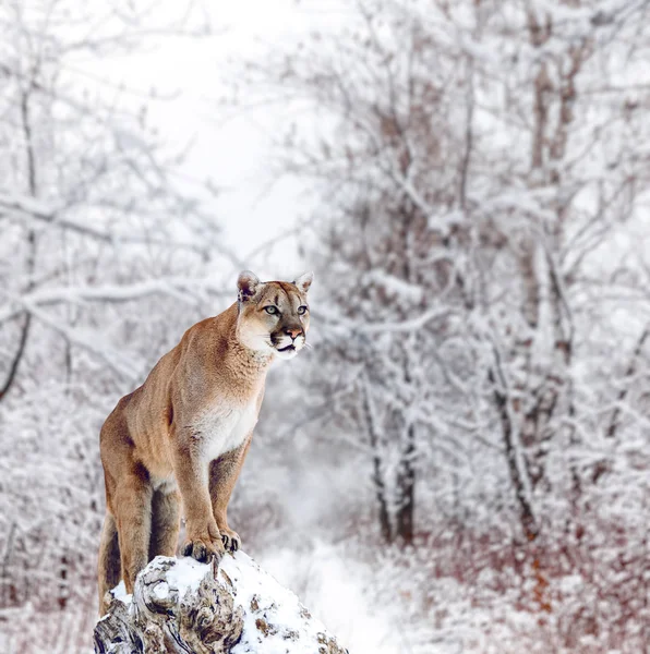 Portrait of a cougar, mountain lion, puma, panther — Stock Photo, Image