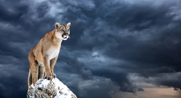 Portrait of a cougar, mountain lion, puma, panther, striking a pose on a fallen tree — Stock Photo, Image