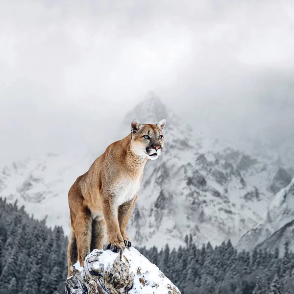 Portrait of a cougar, mountain lion, puma, panther, on a fallen tree, winter mountains — Stock Photo, Image