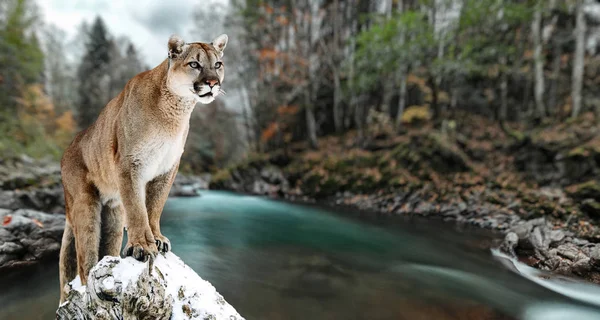 Retrato de puma, puma, puma, pantera, desfiladero del río de montaña — Foto de Stock