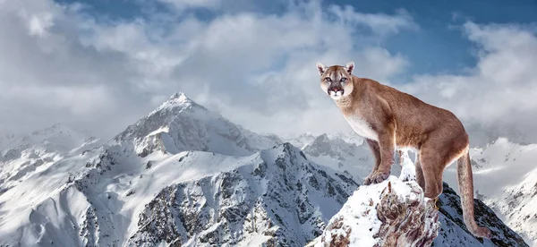 Portrait of a cougar, mountain lion, puma, panther, on a fallen tree, winter mountains — Stock Photo, Image