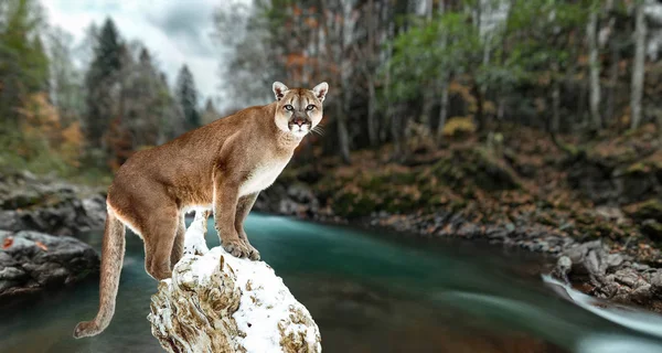 Retrato de puma, puma, puma, pantera, desfiladero del río de montaña —  Fotos de Stock