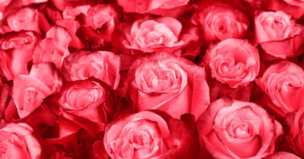 Blommig bakgrund. rosor bakgrund — Stockfoto