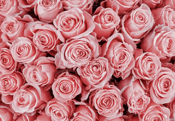 Sfondo floreale. rose sfondo — Foto Stock