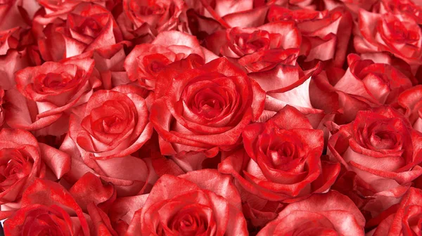 Цветочный фон. фон из роз — стоковое фото