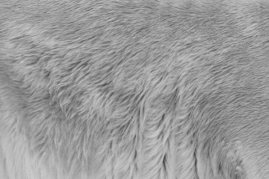 polar bear coat. fur of a bear clipart