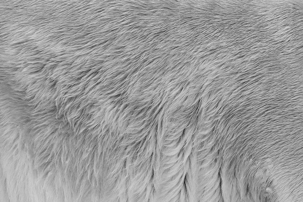 polar bear coat. fur of a bear