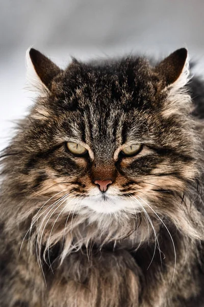 Retrato de gato. gato desgrenhado no primeiro dia da primavera — Fotografia de Stock