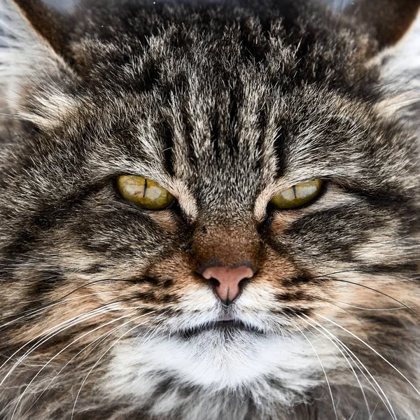 Cat portrait. disheveled cat on the first day of spring — Stock Photo, Image