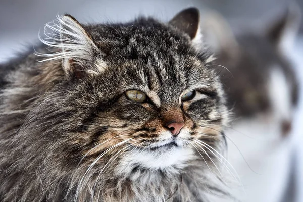 Retrato de gato. gato desgrenhado no primeiro dia da primavera — Fotografia de Stock