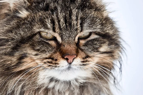 Cat porträtt. rufsig katt på den första dagen av våren — Stockfoto