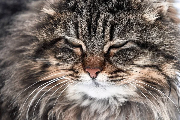 Γάτα πορτρέτο. αναμαλλιασμένος γάτα την πρώτη ημέρα της άνοιξης — Φωτογραφία Αρχείου