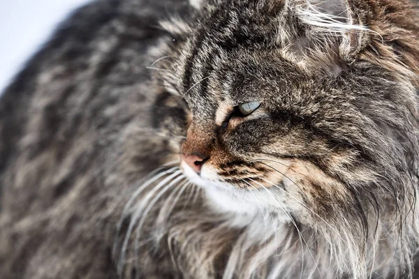 Retrato de gato. gato desgrenhado no primeiro dia da primavera — Fotografia de Stock