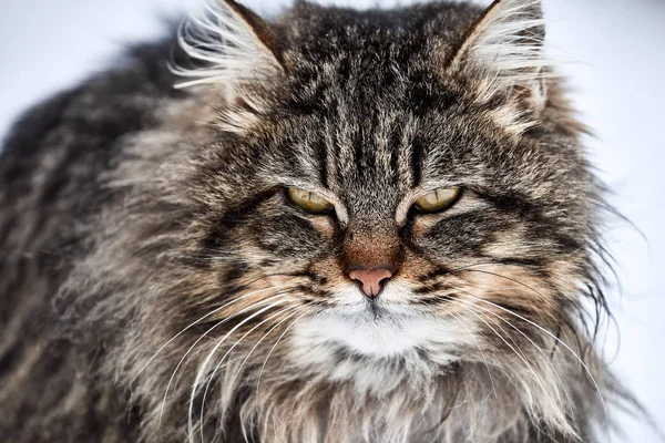 Cat porträtt. rufsig katt på den första dagen av våren — Stockfoto