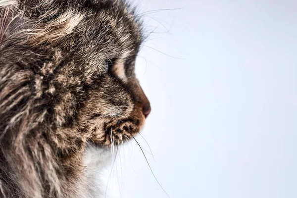 Retrato de gato. gato desaliñado en el primer día de primavera —  Fotos de Stock