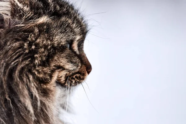 Кошачий портрет. растрепанная кошка в первый день весны — стоковое фото