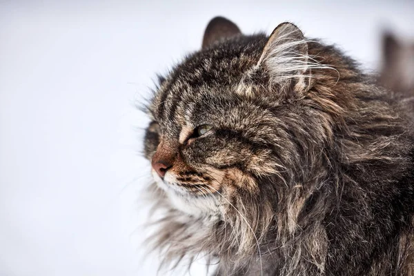 Retrato de gato. gato desgrenhado no primeiro dia da primavera — Fotografia de Stock